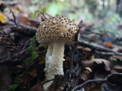 Amanita australis
