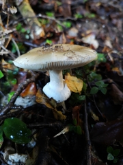 Amanita australis