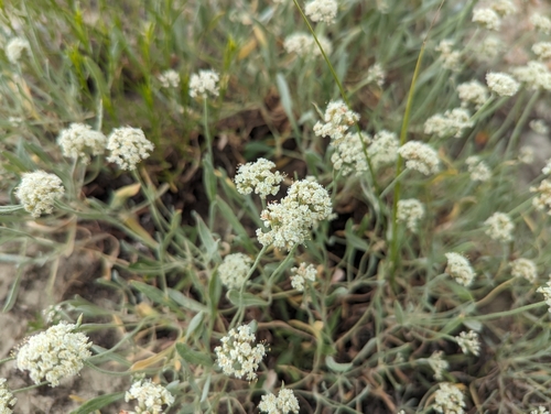 Image of Eriogonum pauciflorum by (c) Caleb Catto, some rights reserved (CC BY)