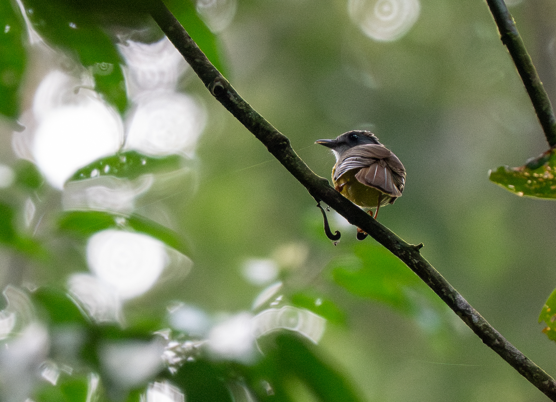 Yellow-bellied Bulbul (Alophoixus phaeocephalus), photo 10