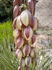 Yucca intermedia