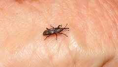 Diocalandra frumenti