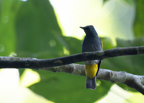 Grey-bellied Bulbul (Rubigula cyaniventris), photo 7
