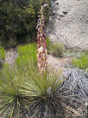 Yucca intermedia