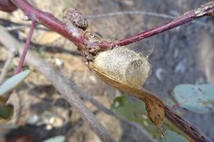 Saccodomus formivorus