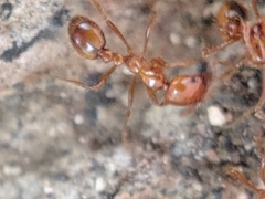 Solenopsis geminata