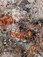 Solenopsis geminata