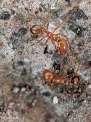 Solenopsis geminata