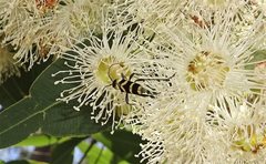 Chlorophorus curtisi