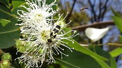 Chlorophorus curtisi