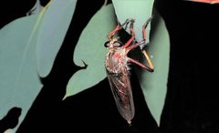 Colepia rufiventris