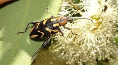 Mecynodera coxalgica