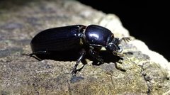 Aulacocyclus