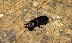 Aulacocyclus