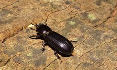 Aulacocyclus