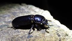 Aulacocyclus