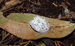 Emcephalus floccosus