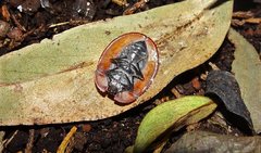 Emcephalus floccosus