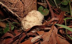 Pseudoanthidium repetitum