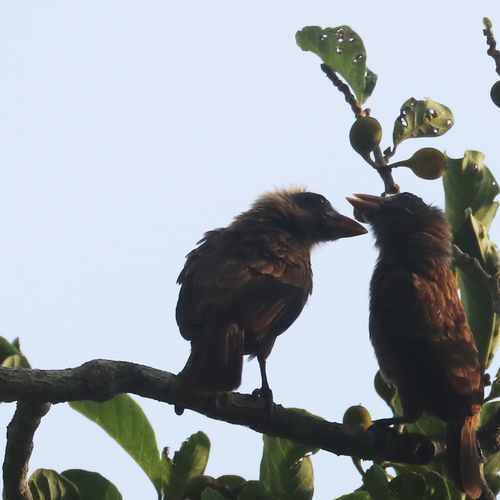 iNaturalist image