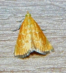 Glaphyria glaphyralis