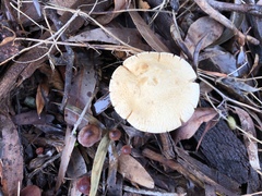Leucopaxillus cerealis