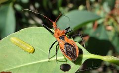 Gminatus wallengreni