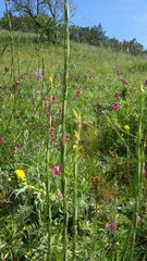 Erysimum cuspidatum
