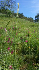 Erysimum cuspidatum