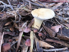 Leucopaxillus cerealis