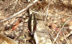Buprestinae