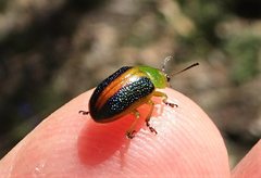 Calomela parilis