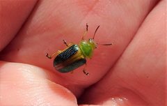 Calomela parilis