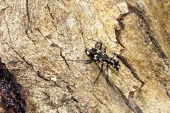 Distipsidera undulata