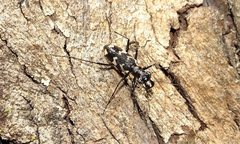 Distipsidera undulata