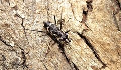 Distipsidera undulata