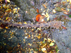 Holothuria impatiens