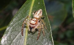 Opisthoncus parcedentatus