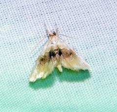 Lipocosma sicalis