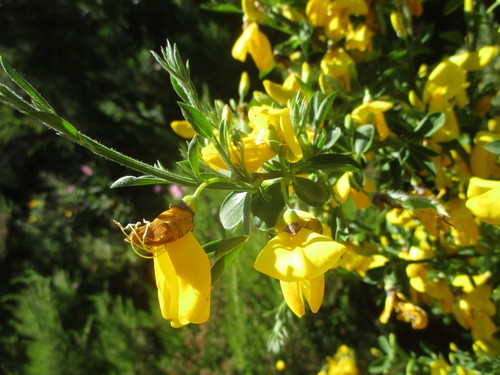 Genista stenopetala image