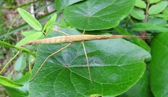 Pachymorpha