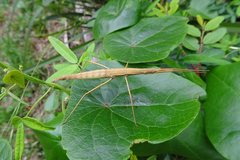 Pachymorpha