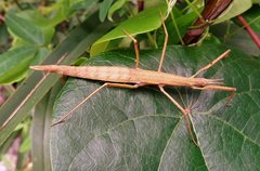 Pachymorpha