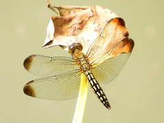 Neurothemis ramburii