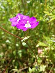 Legousia speculum-veneris