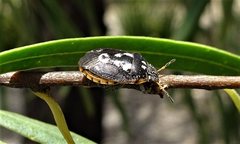 Pseudapines geminata