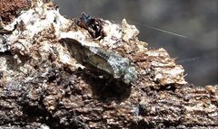 Myopsocus