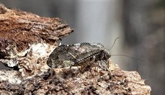 Myopsocus