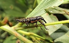 Rhinotia lineata