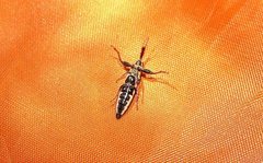 Rhinotia lineata